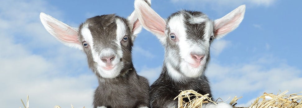 Pennywell Farm Goats