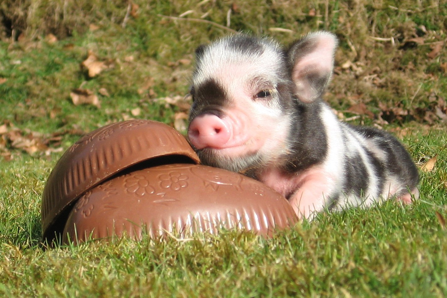 Chocolate Easter egg with a miniature pig