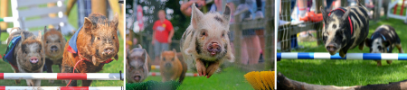 Pig Racing Pennywell Farm