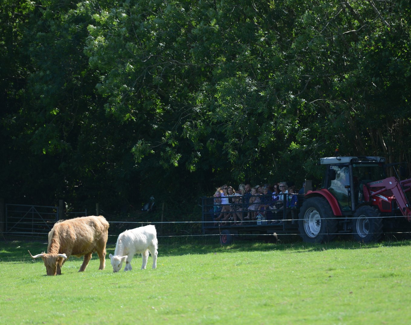 Highland cattle