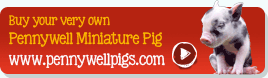 Kauf eines Pennywell-Miniaturschweins