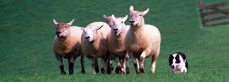 Sheep Dog trials
