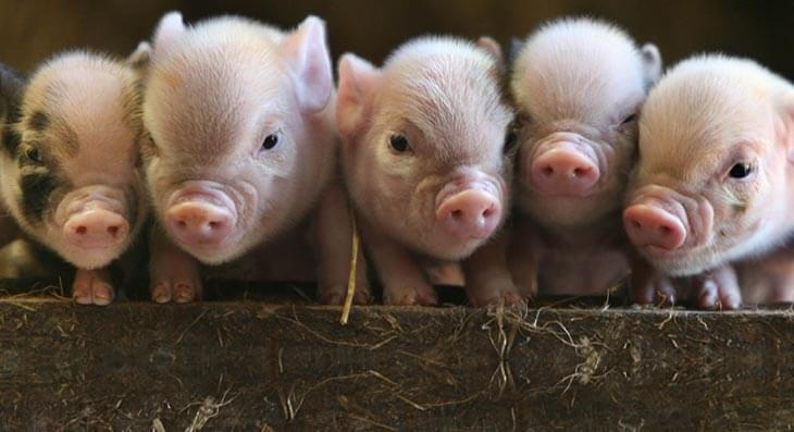 Perfect piglets
