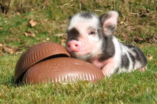 Easter pig at Pennywell Farm