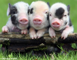 3 little pigs 2
