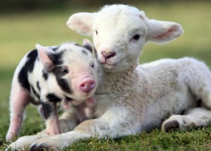 Lamb and piglet