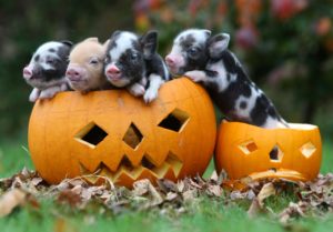 Pumpkin carving and miniature pigs