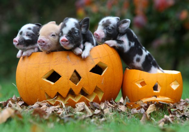 Pumpkin piglets