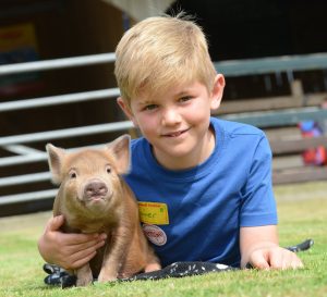 Enjoy cuddles with the world famous Pennywell Miniature Pigs.