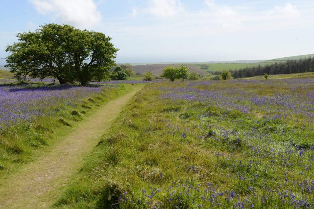 Trail path in Devon