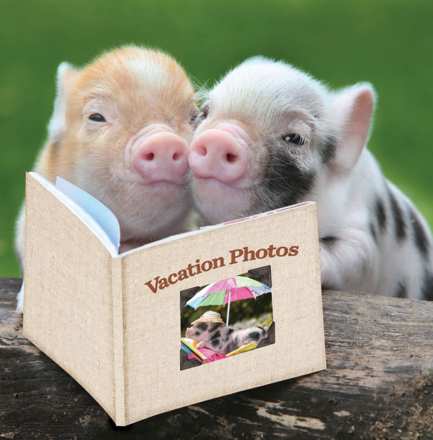 Pigs with book