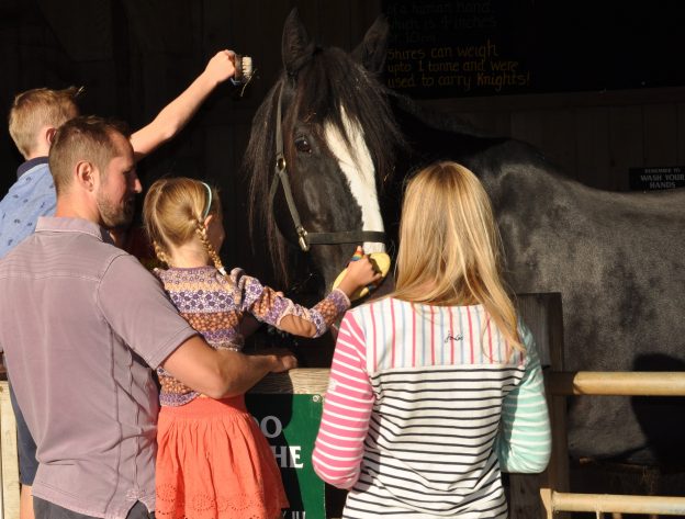 family grooming a horse