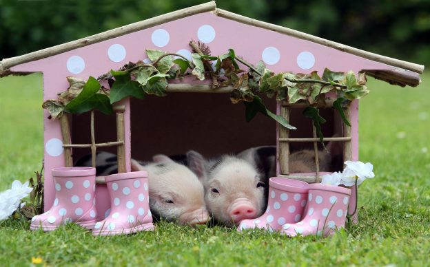 Resting piglets