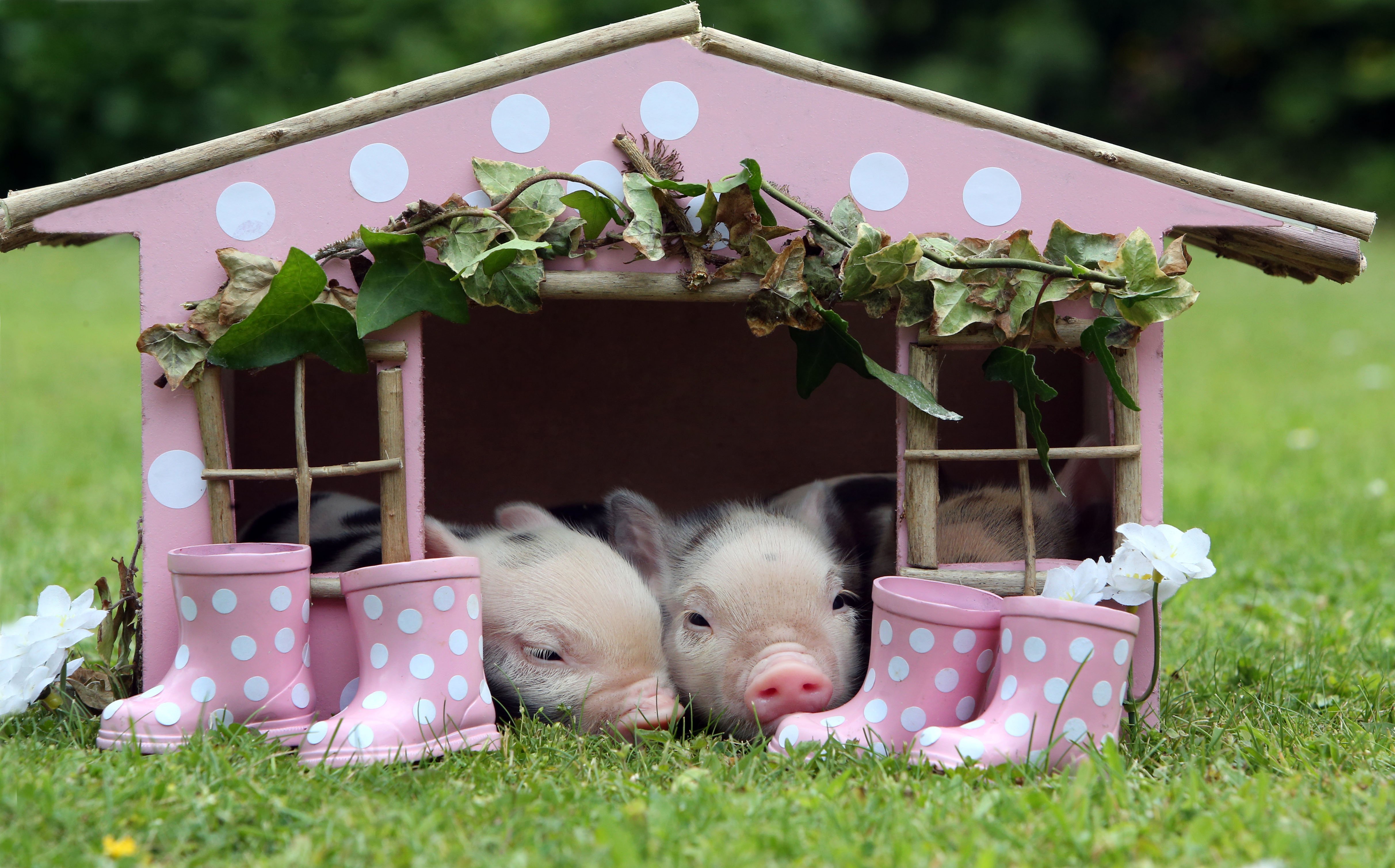 mini pig farm visit
