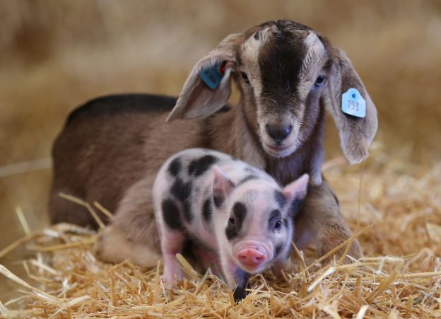Goat kid and piglet