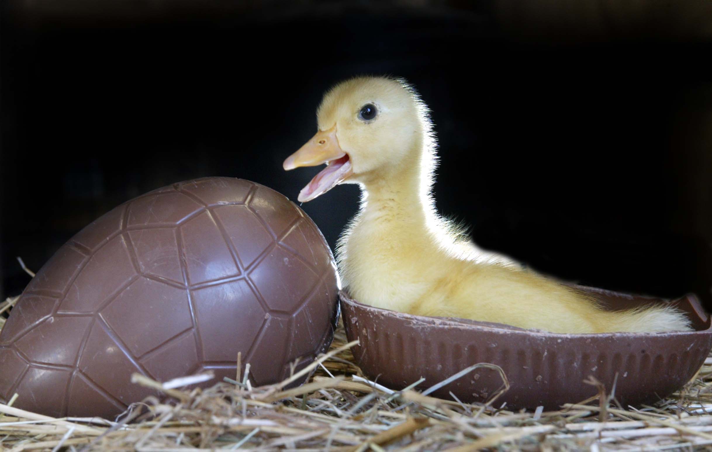 Easter ducklings