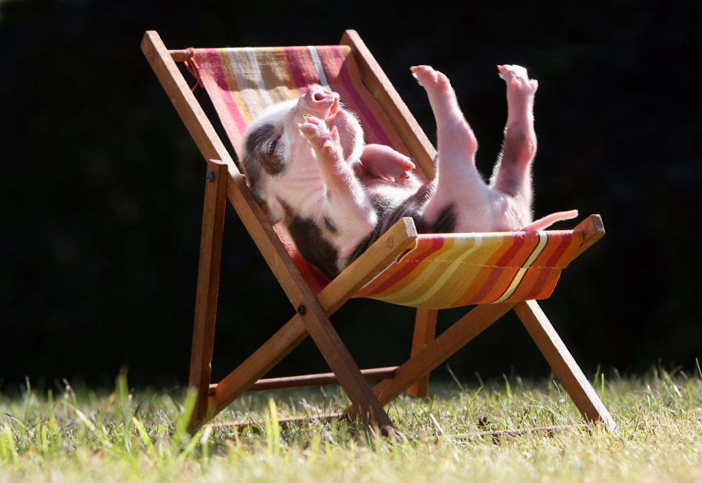 Pig in deckchair