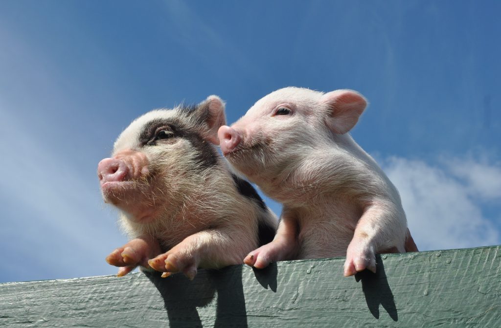 Piggies at Pennywell Farm, Devon Tourist Attraction