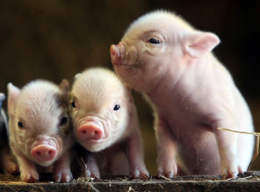 miniature piglets