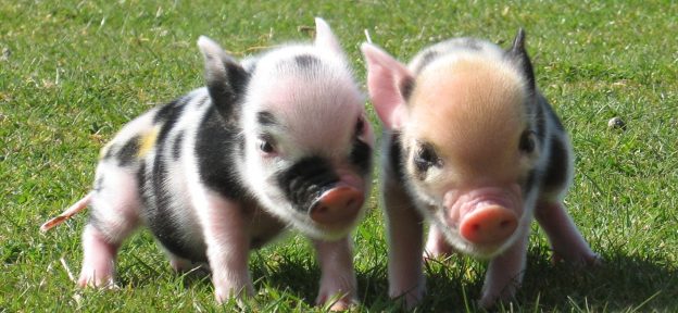 Pennywell Piglets