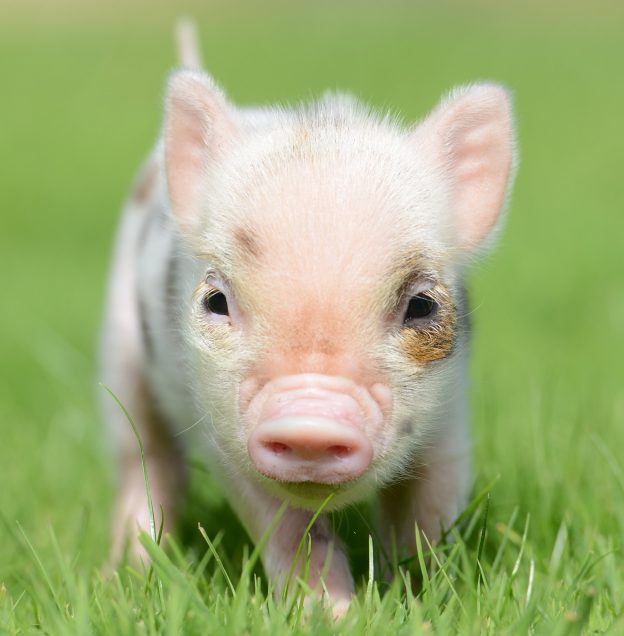 Pennywell Miniature Pigs