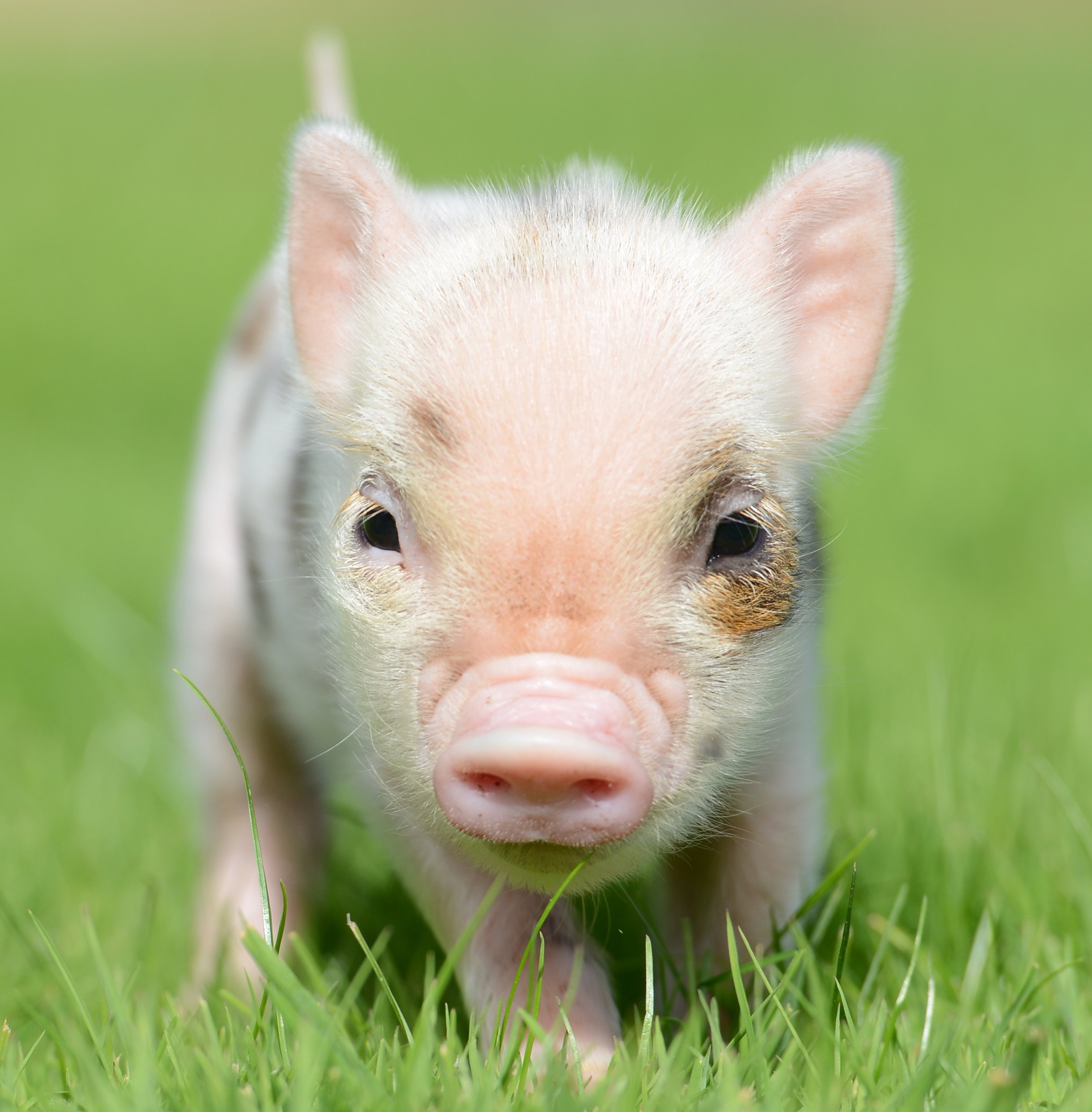 mini pig farm visit