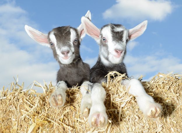 Goat kids, Gruffts