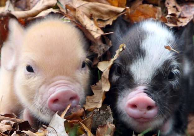 Autumn piglets