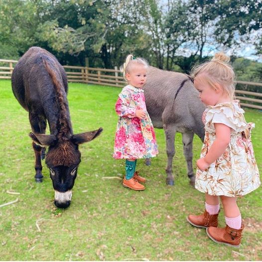 Miniature donkeys