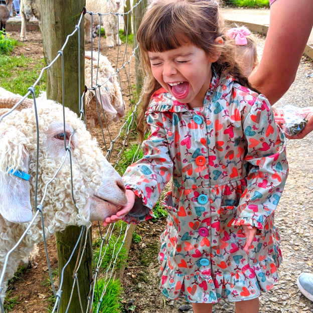 Goat Feeding at Pennywell Farm