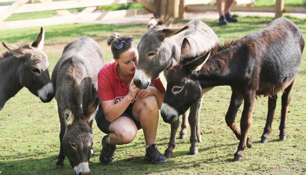 Miniature donkeys