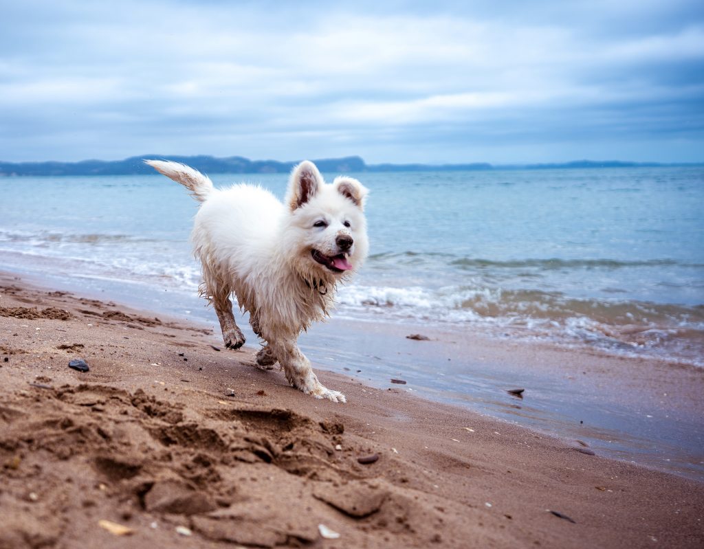 South Devon Beach Guide